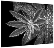 Obraz - Liście z kroplami (70x50 cm)