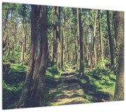 Obraz ścieżki pomiędzy drzewami (70x50 cm)