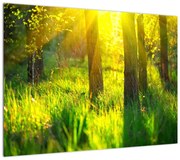 Obraz - Wiosenne przebudzenie lasu (70x50 cm)