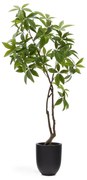 Sztuczna roślina (wysokość 180 cm) Pachira – Kave Home