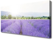 Obraz Canvas Pole Lawendy Natura Łąka