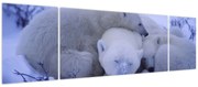 Obraz - Niedźwiadki polarne (170x50 cm)