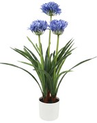 Sztuczny kwiat w doniczce Agapant, 50 x 80 cm