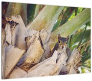 Obraz wiewiórki na drzewie (70x50 cm)