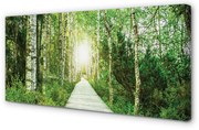 Obraz na płótnie Droga las drzewa brzozy