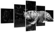 Obraz - Tygrys albinos, czarno - biały (125x70 cm)