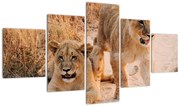Obraz lwiątek (125x70 cm)