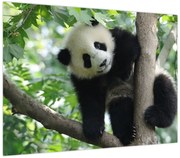 Obraz - Panda na drzewie (70x50 cm)
