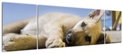 Obraz leżącego szczeniaka (170x50 cm)