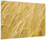 Obraz - Jęczmień (70x50 cm)