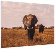 Obraz - Przybycie słonia (70x50 cm)