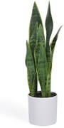 Sztuczna roślina (wysokość 55 cm) Sansevieria – Kave Home
