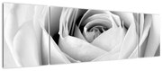 Obraz - Detal kwiatu róży (170x50 cm)