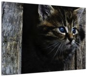 Obraz kotka (70x50 cm)