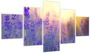 Obraz - Lawenda (125x70 cm)