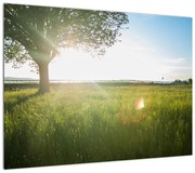 Obraz letniej łąki (70x50 cm)