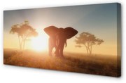 Obraz na płótnie Słoń drzewa wschód