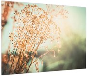 Obraz - Rośliny łąkowe (70x50 cm)