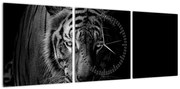 Obraz dzikiego tygrysa (z zegarem) (90x30 cm)