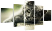 Obraz kotka (125x70 cm)