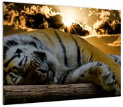 Obraz śpiącego tygrysa (70x50 cm)