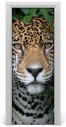 Fototapeta samoprzylepna na drzwi Jaguar w amazoni