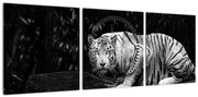 Obraz - Tygrys albinos, czarno - biały (z zegarem) (90x30 cm)