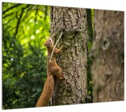 Obraz - wiewiórka (70x50 cm)