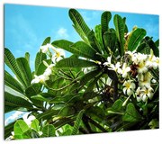 Obraz - Plumeria (70x50 cm)