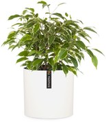 Fox & Fern Venlo Doniczka