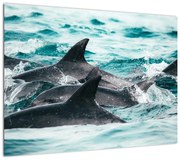 Obraz - Delfiny w oceanie (70x50 cm)