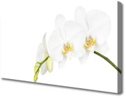 Obraz Canvas Kwiaty Roślina Natura