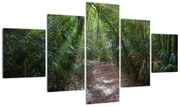 Obraz - Promienie słońca w dżungli (125x70 cm)