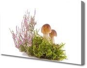 Obraz Canvas Grzyby Roślina Przyroda