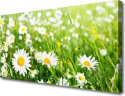 Obraz canvas na ścianę Biała Stokrotka w Detalu