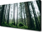 Obraz canvas na ścianę Promienie Słońca w Lesie