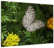 Obraz - biały motyl (70x50 cm)