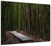 Obraz - Wśród bambusów (70x50 cm)