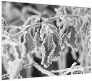 Obraz - Zmarznięte liście, czarno - biały (70x50 cm)