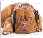 Obraz psa ze słuchawkami (70x50 cm)