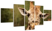 Obraz żyrafy (125x70 cm)
