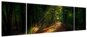 Obraz leśnej ścieżki (170x50 cm)