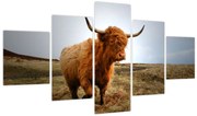 Obraz szkockiej krowy (125x70 cm)