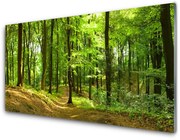Obraz Akrylowy Las Ścieżka Natura