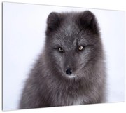 Obraz lisa śnieżnego (70x50 cm)