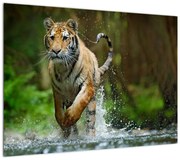 Obraz biegnącego tygrysa (70x50 cm)