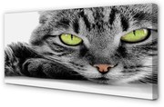 Obraz na płótnie Szaro-czarny kot