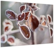 Obraz - Szczegół liści (70x50 cm)