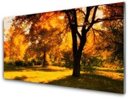 Obraz Akrylowy Drzewa Jesień Przyroda