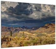 Obraz - kaktusy w przyrodzie (70x50 cm)